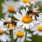 Closeup of two bees on a daisy.