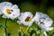 Closeup of Two Bees on White Prickly Poppy Wildflower Blossoms i