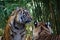 Closeup of two Bengal tigers against the blurry background.