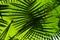Closeup of two big green palma leaves