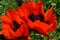 Closeup of two big red poppies Summer period