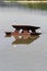 Closeup of two birds resting on a picnic table placed in water