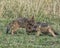 Closeup of two black-backed jackal cubs who are fighting