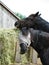 Closeup of two black horses eating hay in wagon outside, one wearing fly mask and looking at camera.