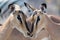 Closeup of two blackfaced Impala.