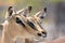 Closeup of two blackfaced impalas