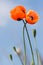 Closeup two blossoming red poppies on sky background. love concept
