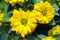 Closeup of Two Bright Yellow Zinnia Flowers