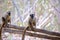 Closeup of two brown lemurs perching on wood