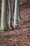 Closeup of two brown rams in a forest in Germany