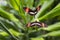 Closeup of two butterflies Heliconius erato during a mating dance