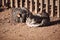 Closeup of two California Gray hens sun bathing on the ground by the wooden fence