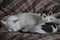 Closeup of two cats sleeping on a pillow