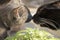 Closeup of Two Cats Sniffing Each Other Touching Nose to Nose