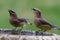 Closeup of Two Cedar Waxwing Birds