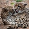 Closeup of two cheetahs laying close to each other in South Africa