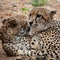 Closeup of two cheetahs laying close to each other in South Africa