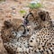 Closeup of two cheetahs laying close to each other in South Africa