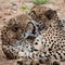 Closeup of two cheetahs laying close to each other in South Africa