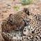 Closeup of two cheetahs laying close to each other in South Africa