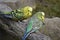 Closeup of two colorful budgies sitting on a tree branch in a park in Kassel, Germany