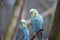 Closeup of two colorful budgies sitting on a tree branch in a park in Kassel, Germany