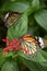 Closeup of two Common Tiger butterflies