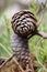 Closeup of two cones on a mediterranean pine tree