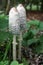 Closeup of two coprinus comatus