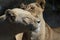 Closeup of two cuddling lions under the sunlight with a blurry background in South Africa