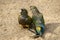 Closeup of two cute Burrowing parrots perched on the ground on a sunny day