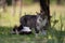 Closeup of two cute cats in the green meadow against trees