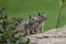 Closeup of two cute Ground Squirrels standing on a rock