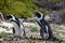 Closeup of two cute Penguins on the Boulders Beach in Cape Town in South Africa