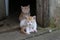 Closeup of two cute tiny ginger kittens on an old doorstep at daylight