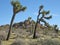 Closeup of two dancing joshua trees in desert landscape with ancient rock formations in background.