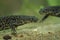 Closeup on two endangered African Algerian ribbed newt, Pleurodeles nebulosus