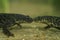 Closeup on two endangered Algerian ribbed newt, Pleurodeles nebulosus nose to nose underwater