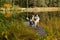 Closeup of two English Springer Spaniel dogs on a wooden dock near a lake in autumn