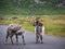 Closeup of two feral goats stand in the road. Valley of Rocks, near Lynton, North Devon, England. One has an itch.