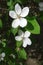 Closeup of two flowers of Cydonia oblonga