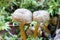 Closeup of two funnel chanterelle in moss