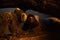 Closeup of two furry Pygmy Marmosets resting on a tree trunk