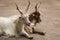 Closeup of two Girgentana goats lying on the dirt ground