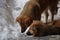 Closeup of two golden dogs playing with each other in the snow