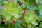 Closeup of two green aeonium flowers plant with some pink or purple leaves