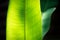 Closeup of two heliconia leaves lighted by sun from the back
