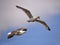 Closeup two herring gulls in fly