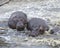 Closeup of two hippos partially submerged in water