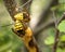 Closeup of two Hornets on a tree branch with blurred greenery in the background